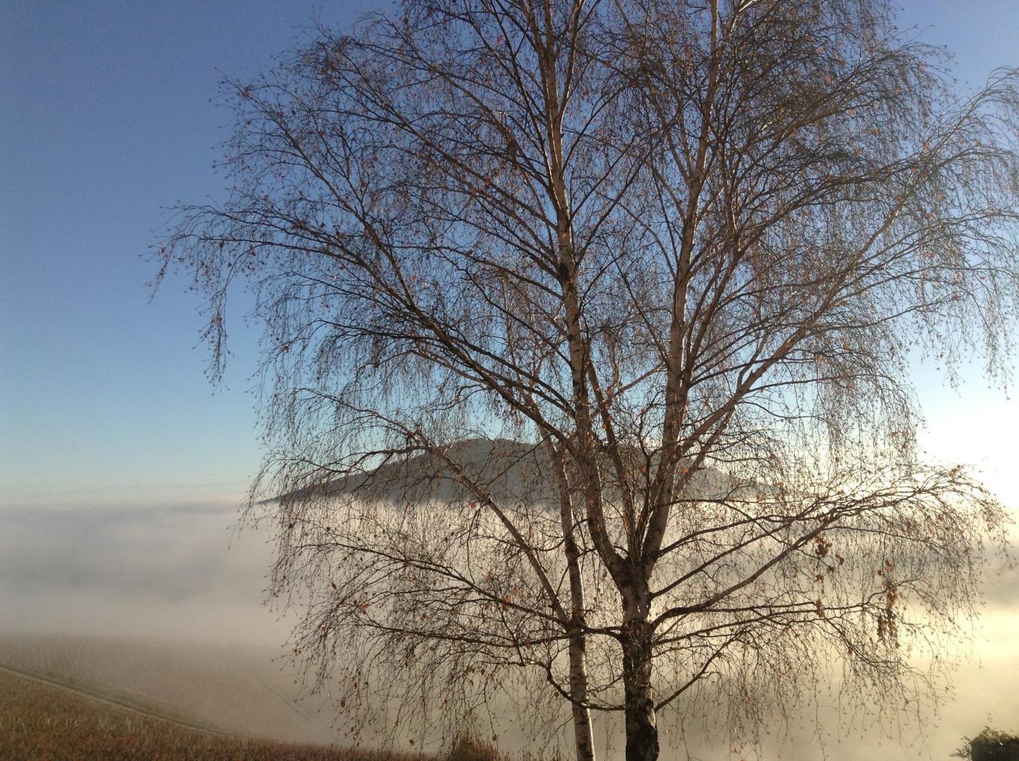拉克华萨布里住宿加早餐旅馆 Quincié-en-Beaujolais 外观 照片